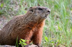 Journée de la marmotte